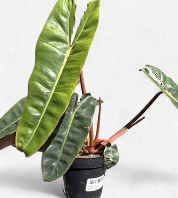 4" Philodendron Billietiae