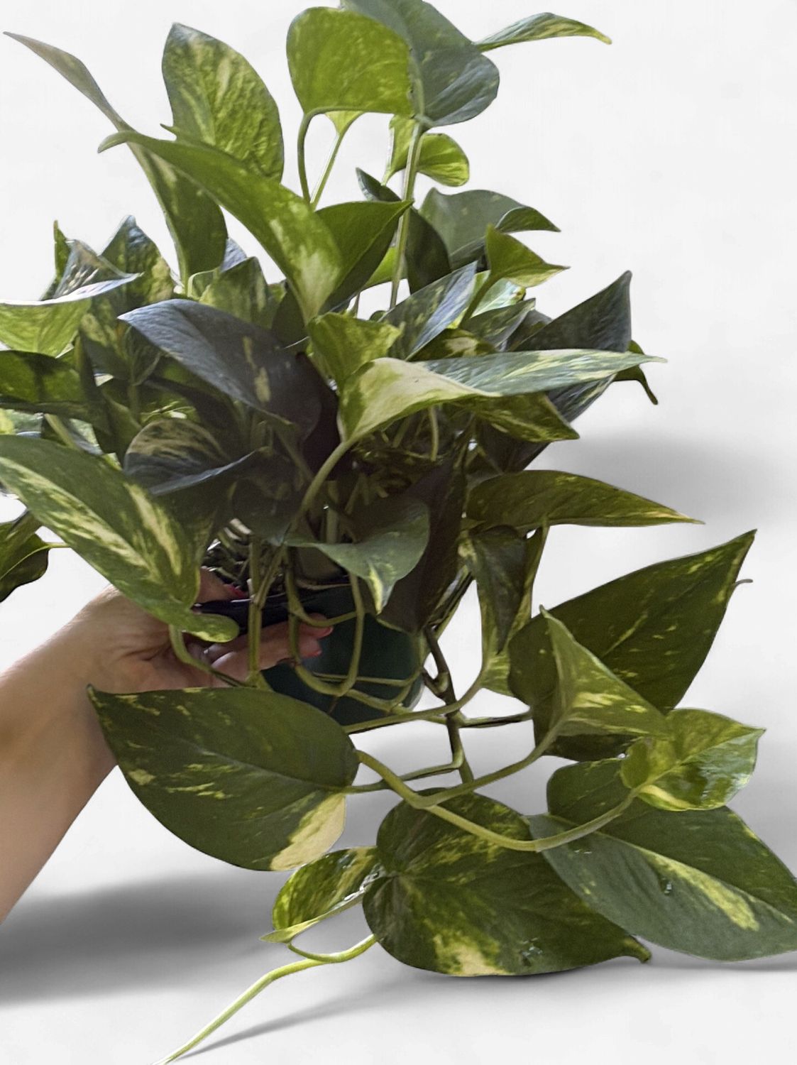 6" Pothos Golden