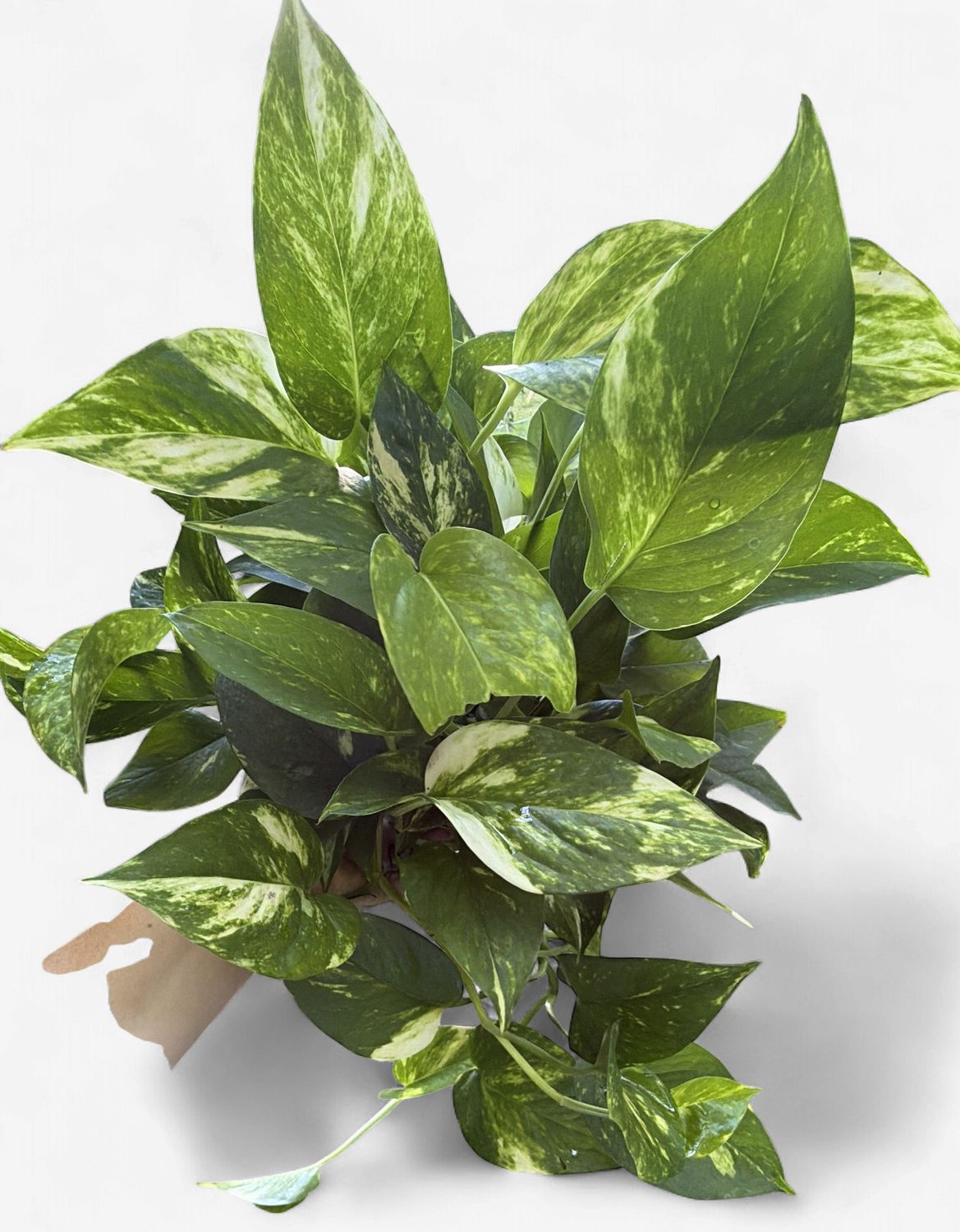6" Pothos Golden