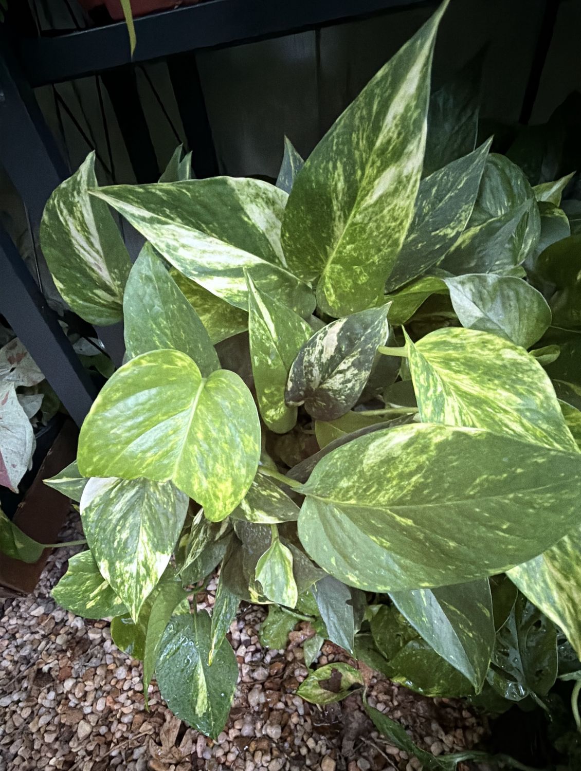 6" Pothos Golden