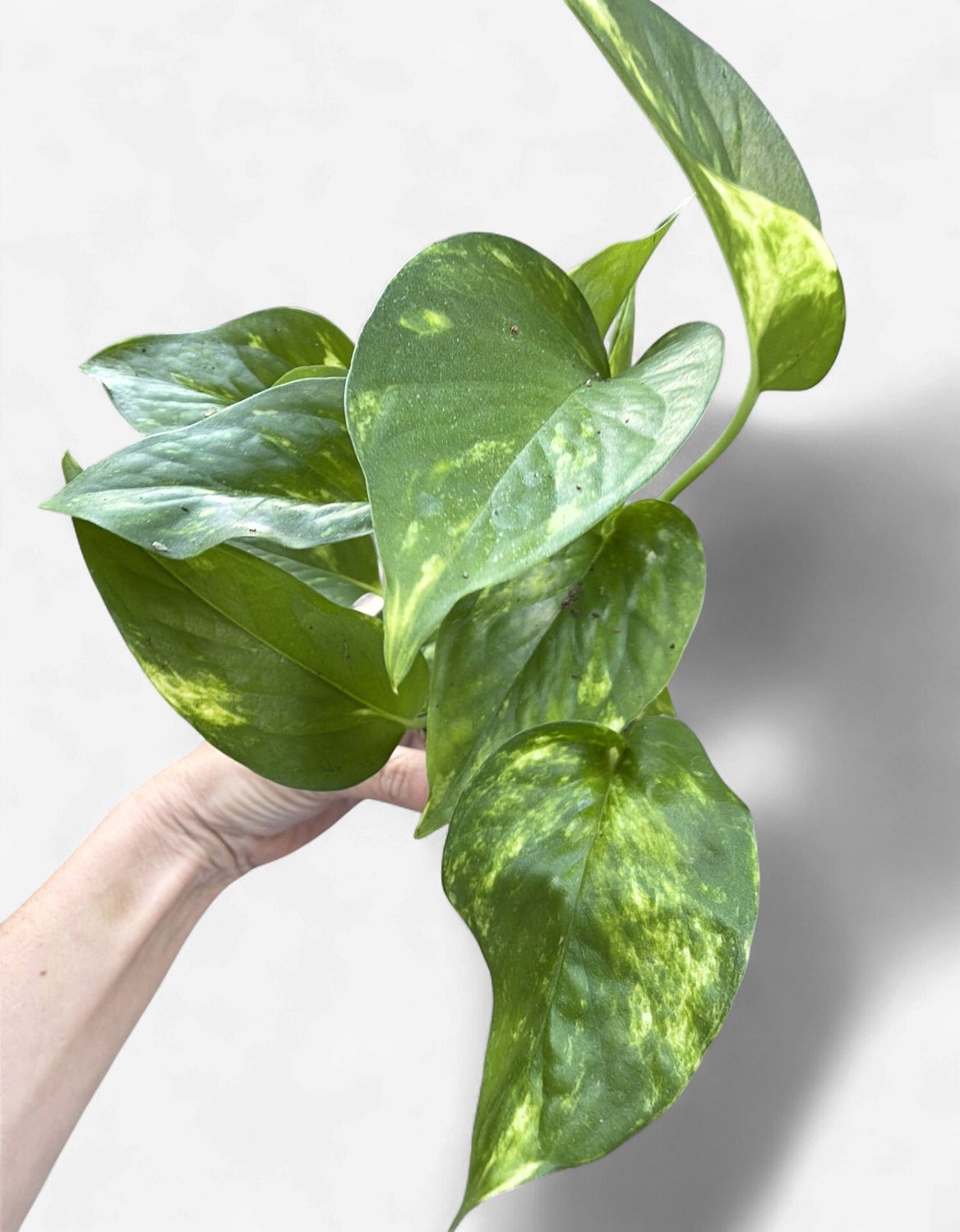 3" Pothos Golden
