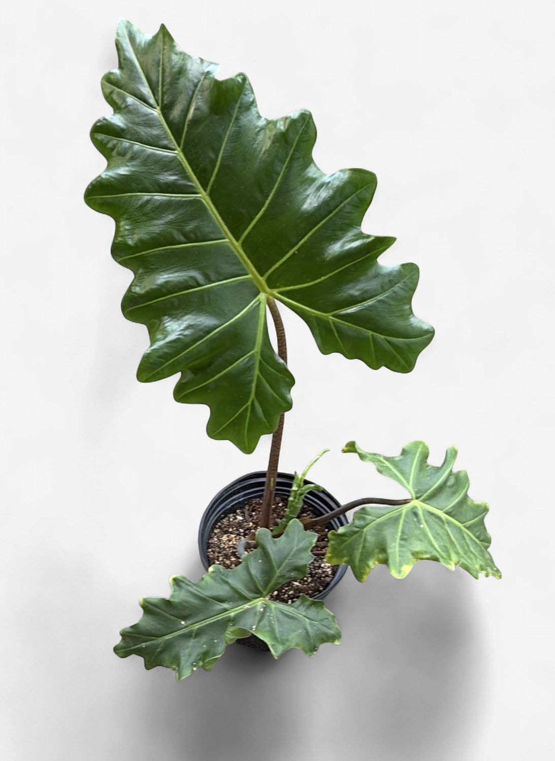8" Alocasia Golden Dragon
