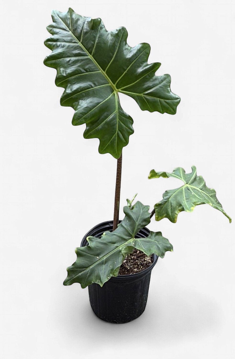 8" Alocasia Golden Dragon