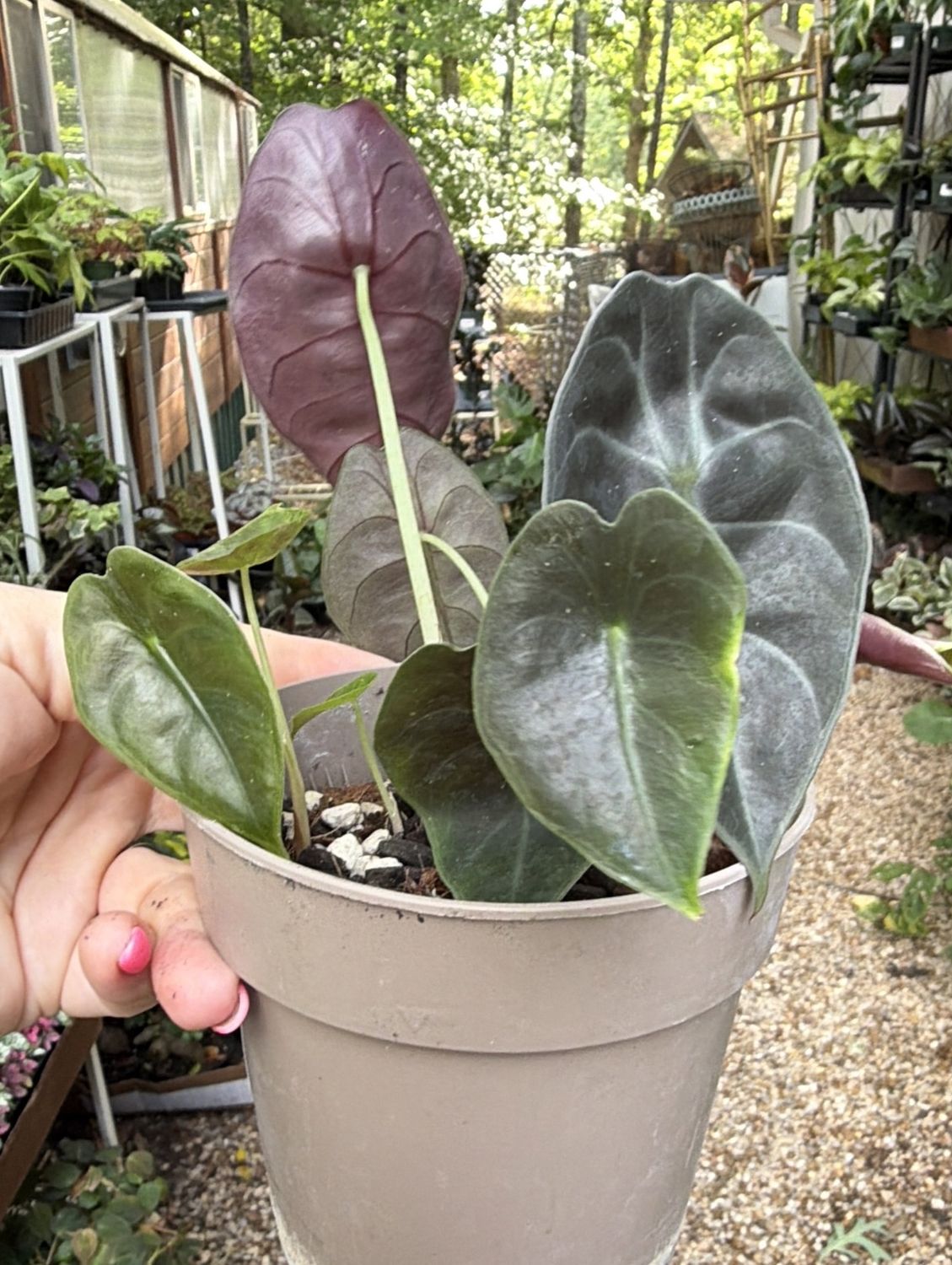 5" Alocasia Sedenii