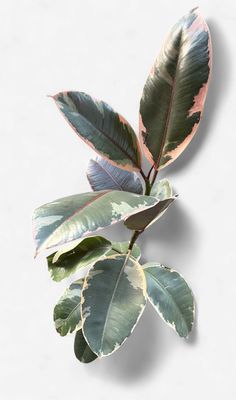 6" Ficus Ruby Tineke (Rubber Tree)