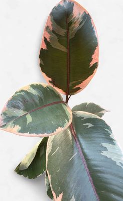 6" Ficus Ruby Tineke (Rubber Tree)