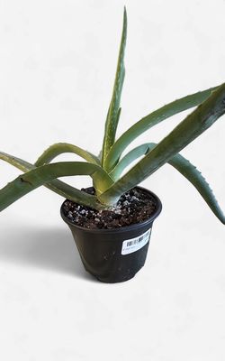 6" Aloe Vera
