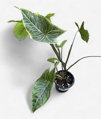 4" Syngonium Batik