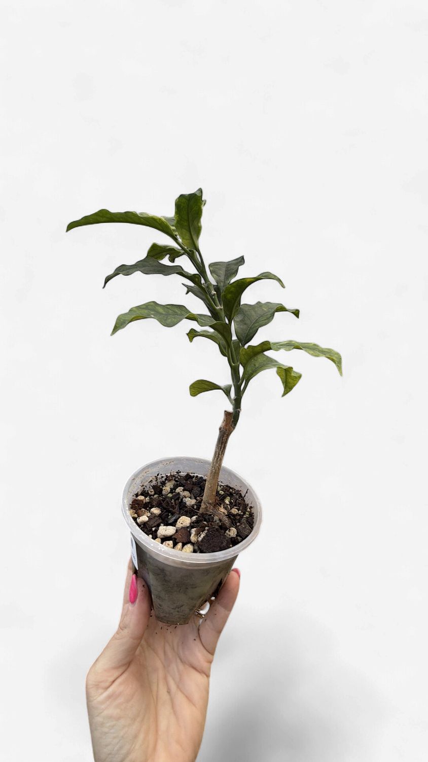 4" Hoya Multiflora Variegated (Shooting Star)