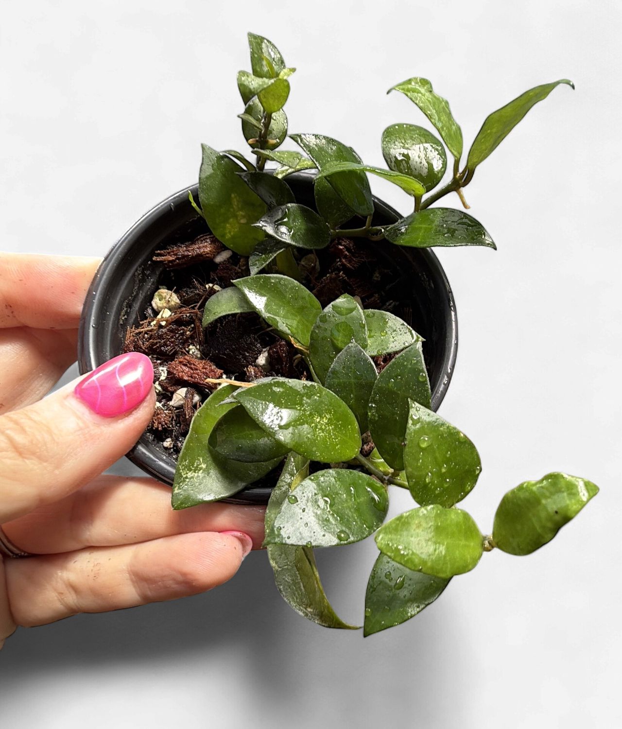 3" Hoya Lacunosa