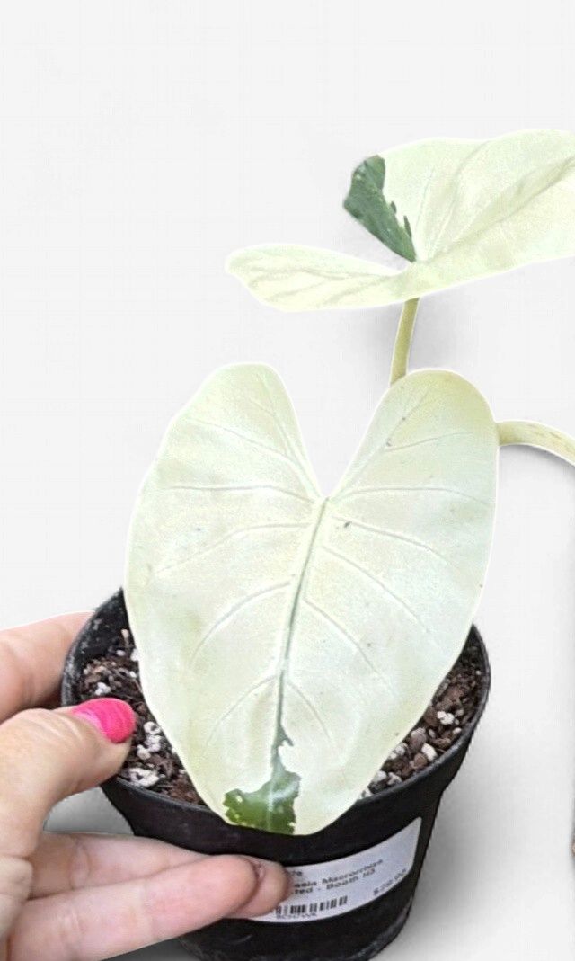 4" Alocasia Macrorrhiza Variegated