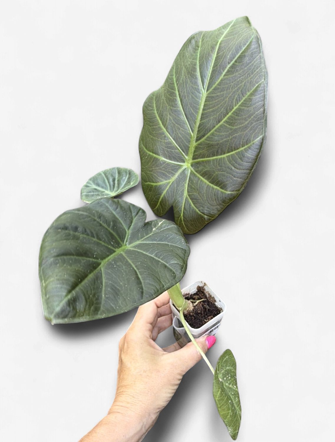 2" Alocasia Regal Shield