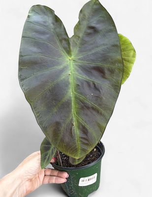 6" Colocasia 'Royal Hawaiian Aloha'