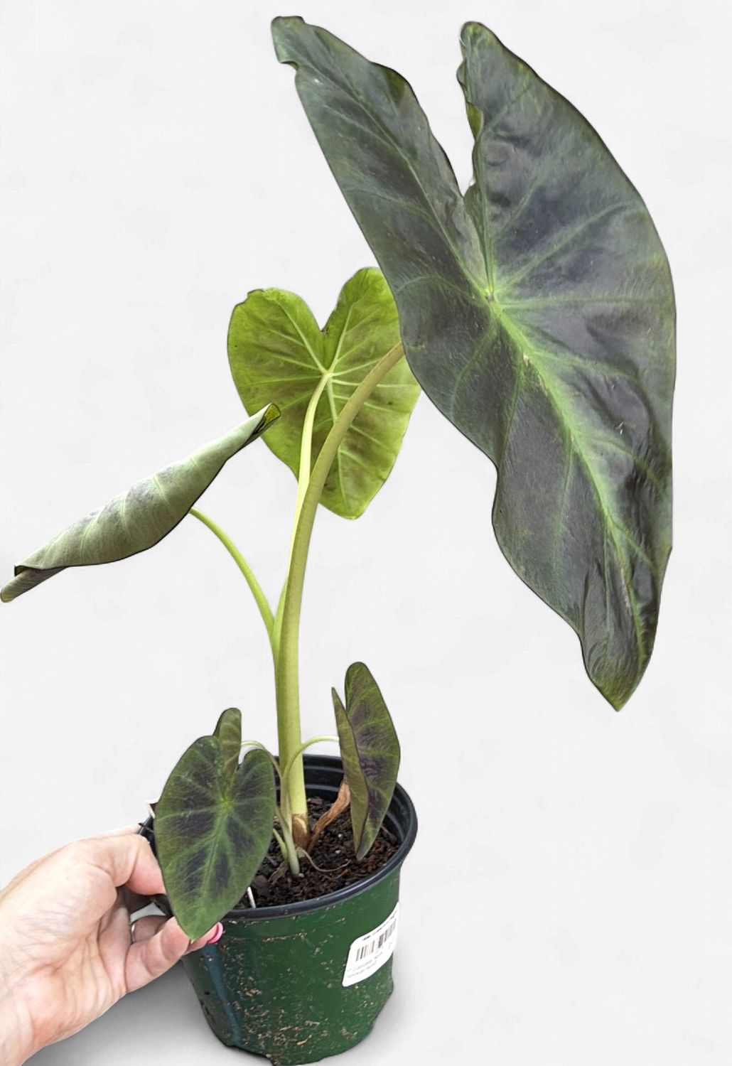 6" Colocasia 'Royal Hawaiian Aloha'