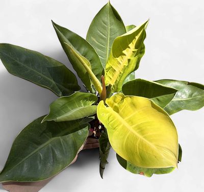 6" Philodendron Moonlight