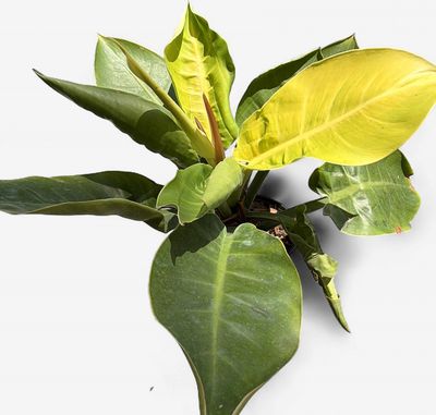 6" Philodendron Moonlight
