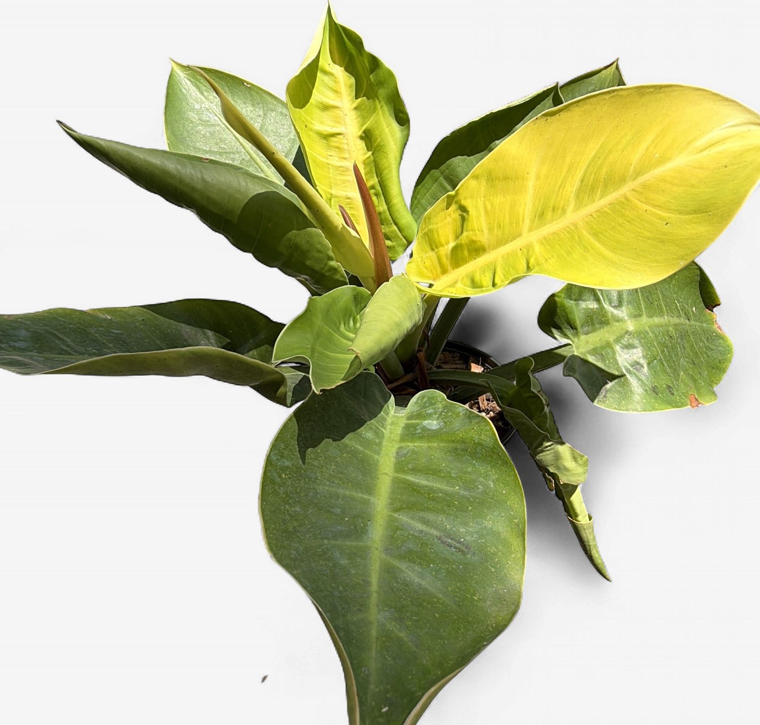 6" Philodendron Moonlight