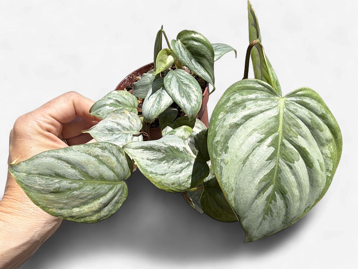 4" Philodendron Sodiroi