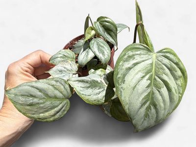 4" Philodendron Sodiroi