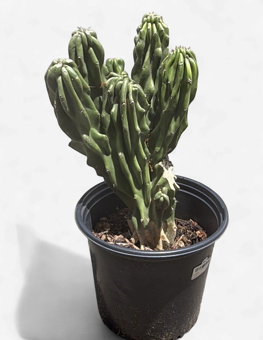 10" Cereus peruvianus f. monstrosus Cactus