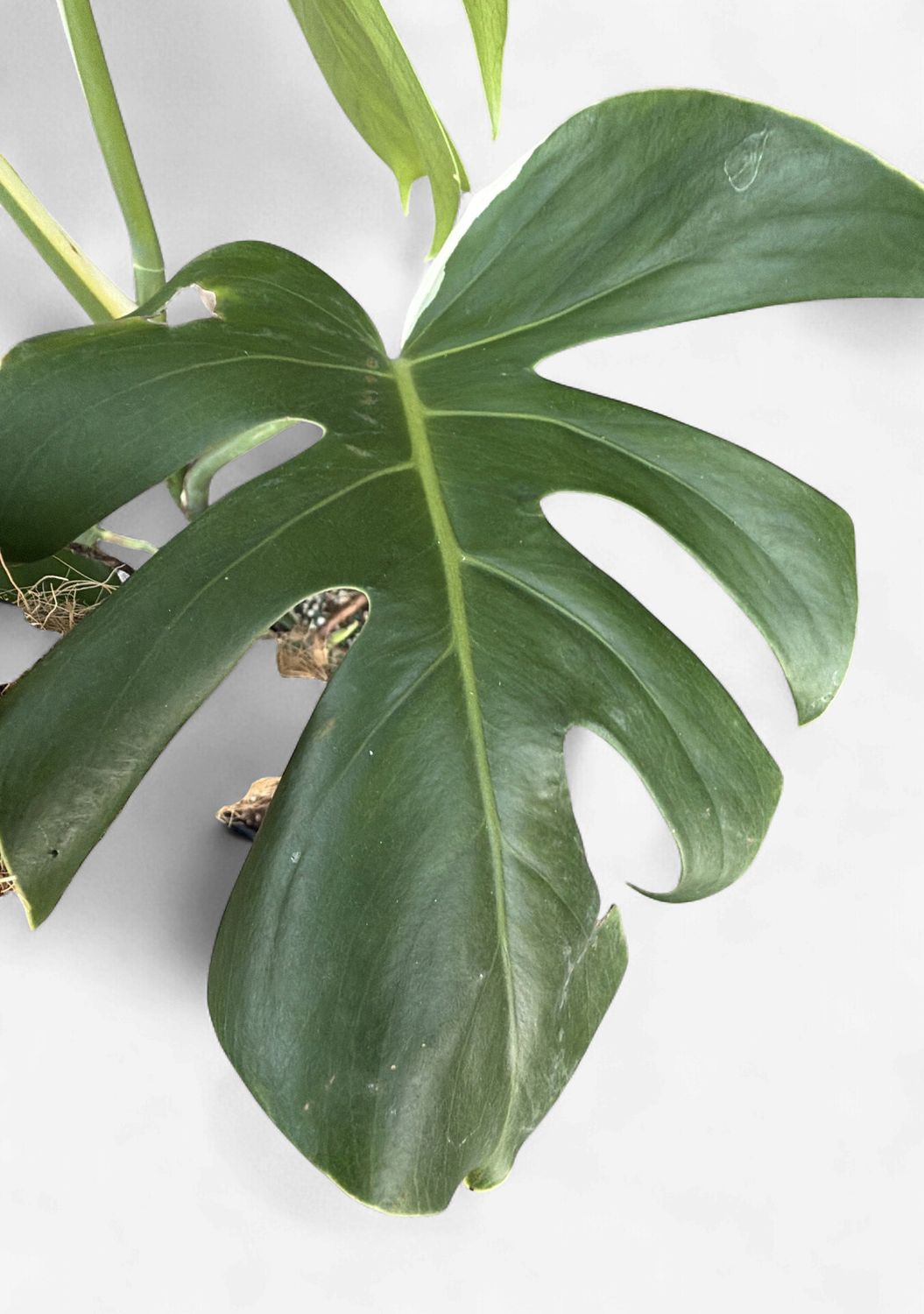 10" Monstera Albo (Low Variegation)