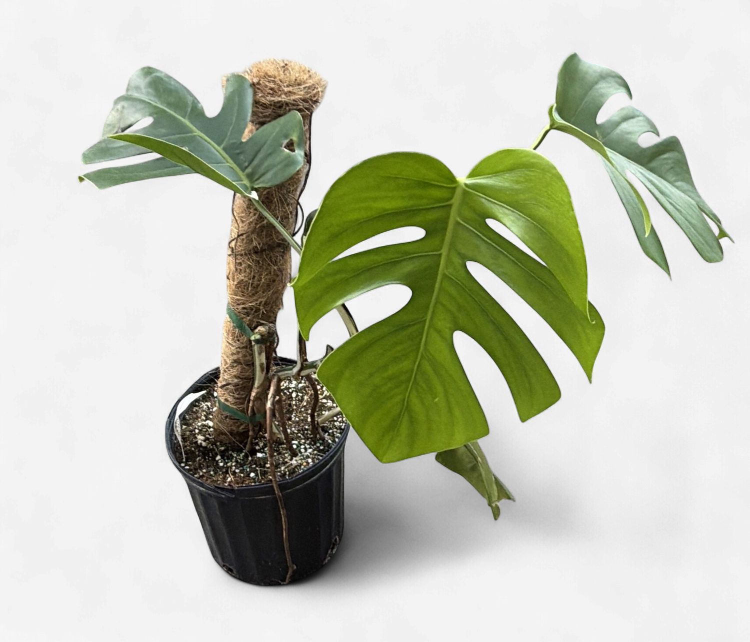 10" Monstera Albo (Low Variegation)