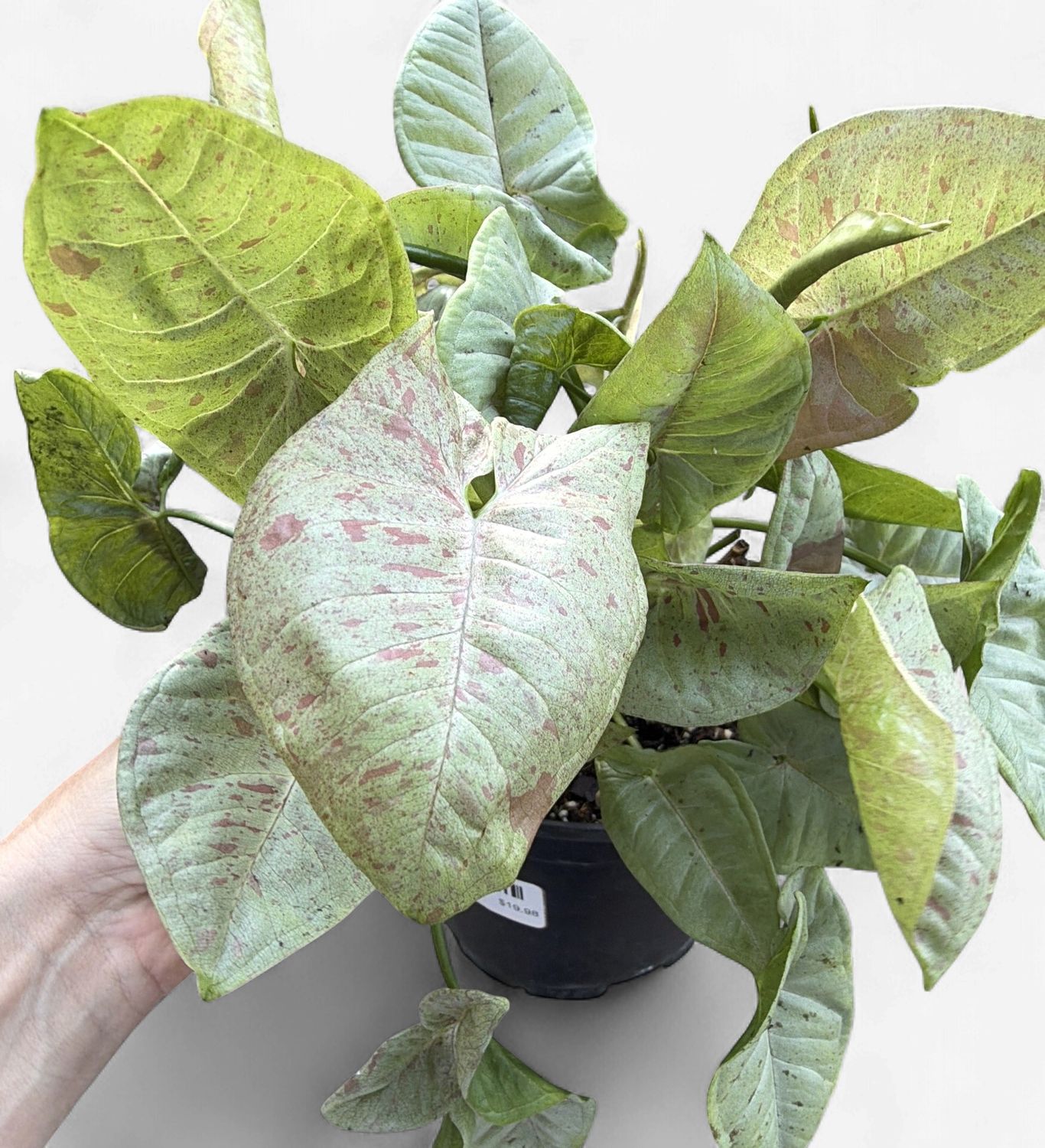 6" Syngonium Milk confetti