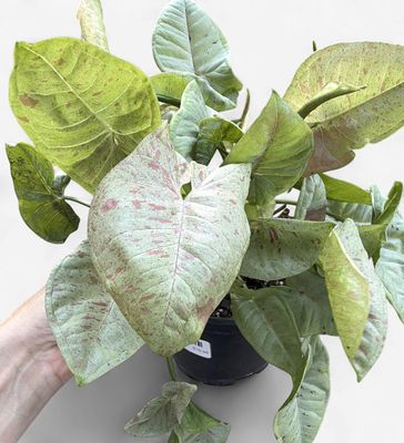 6" Syngonium Milk confetti