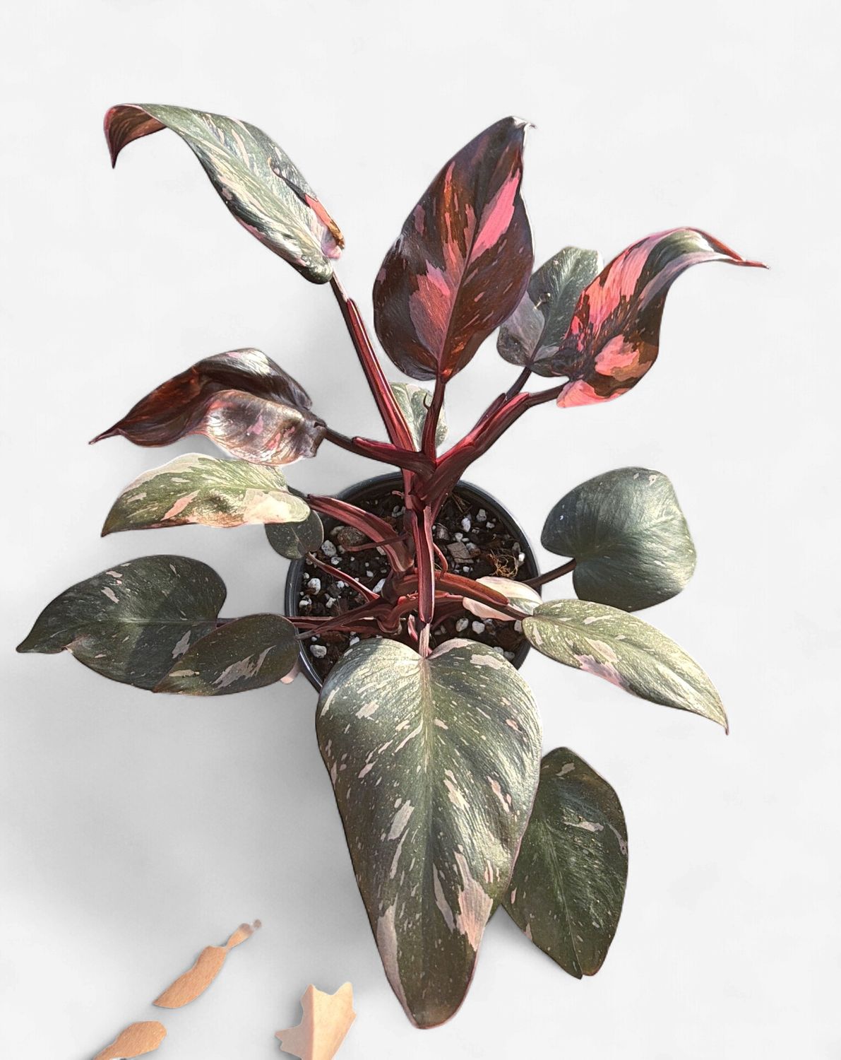 6" Philodendron Pink Princess Marble