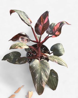 6" Philodendron Pink Princess Marble