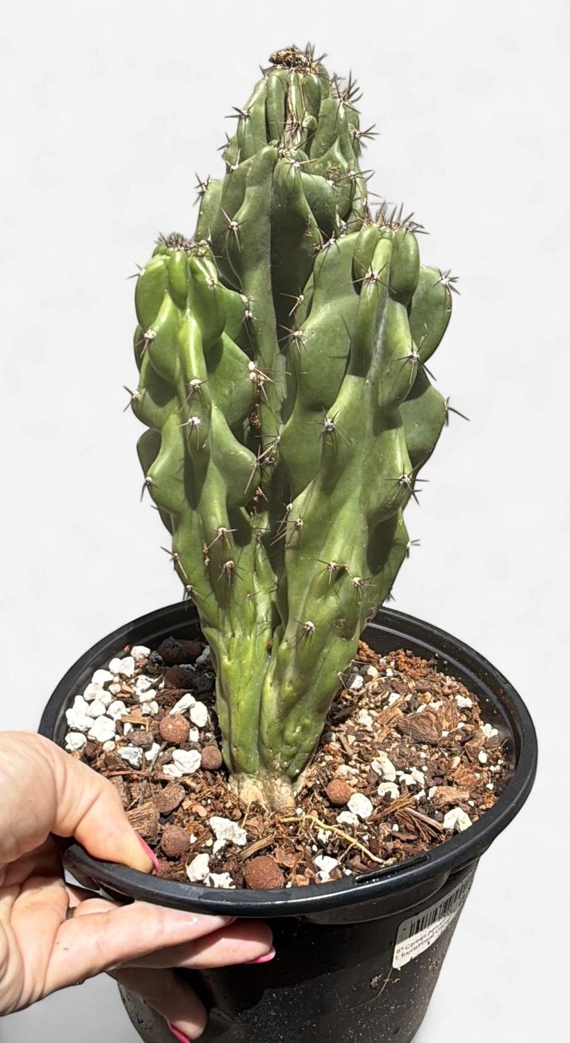 6" Cereus peruvianus f. monstrosus Cactus