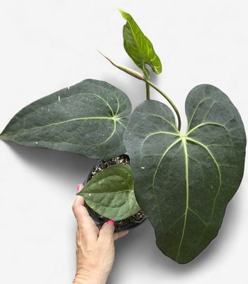 6" Anthurium Magnificum Hybrid