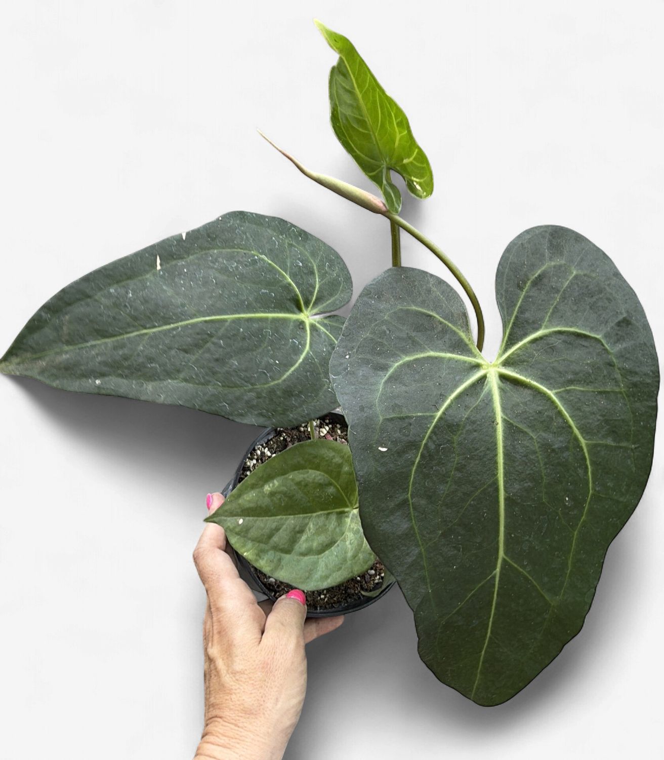 6" Anthurium Magnificum Hybrid