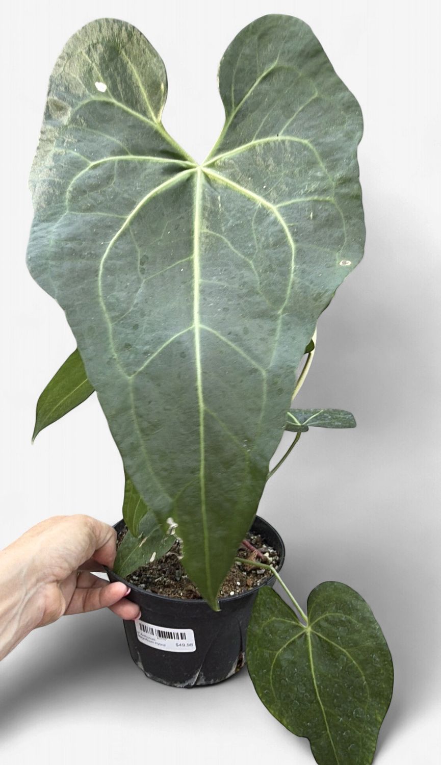 6" Anthurium Magnificum Hybrid