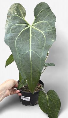 6" Anthurium Magnificum Hybrid