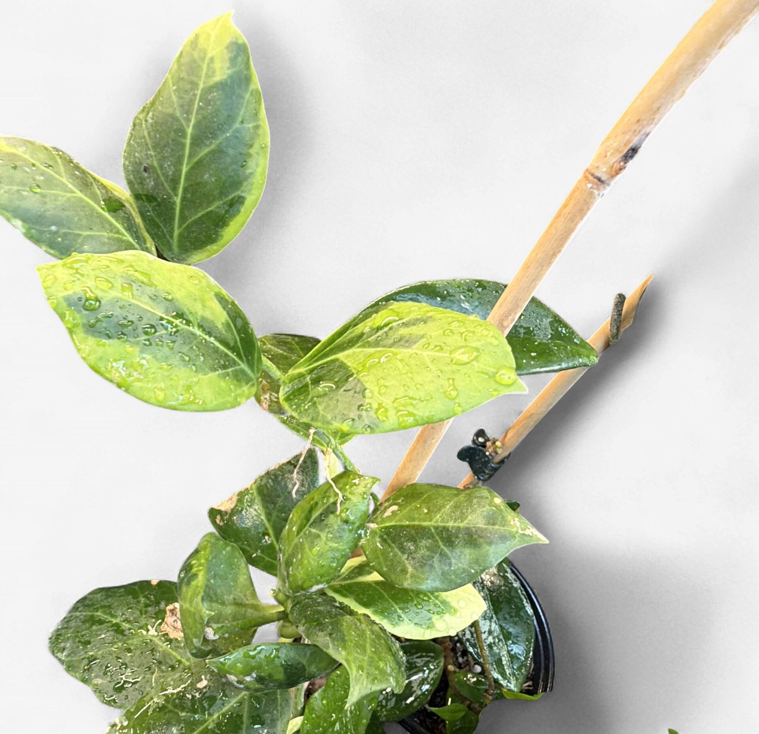 4" Hoya Obscura Albomarginata