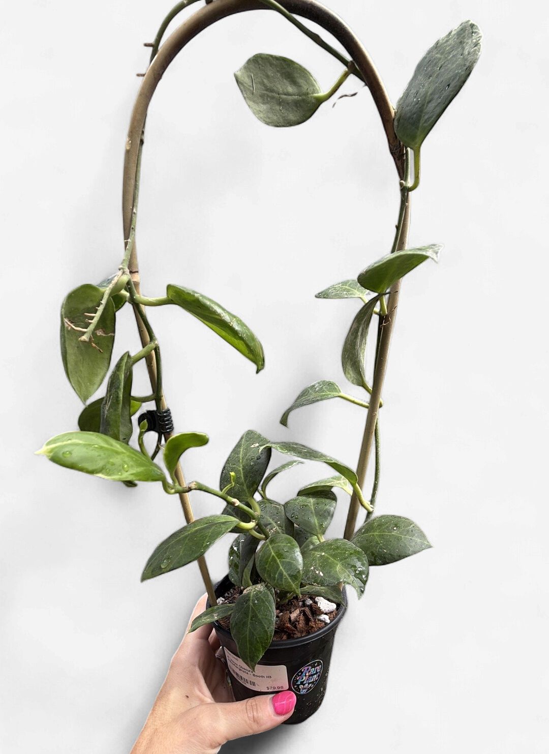 4" Hoya Obscura Albomarginata