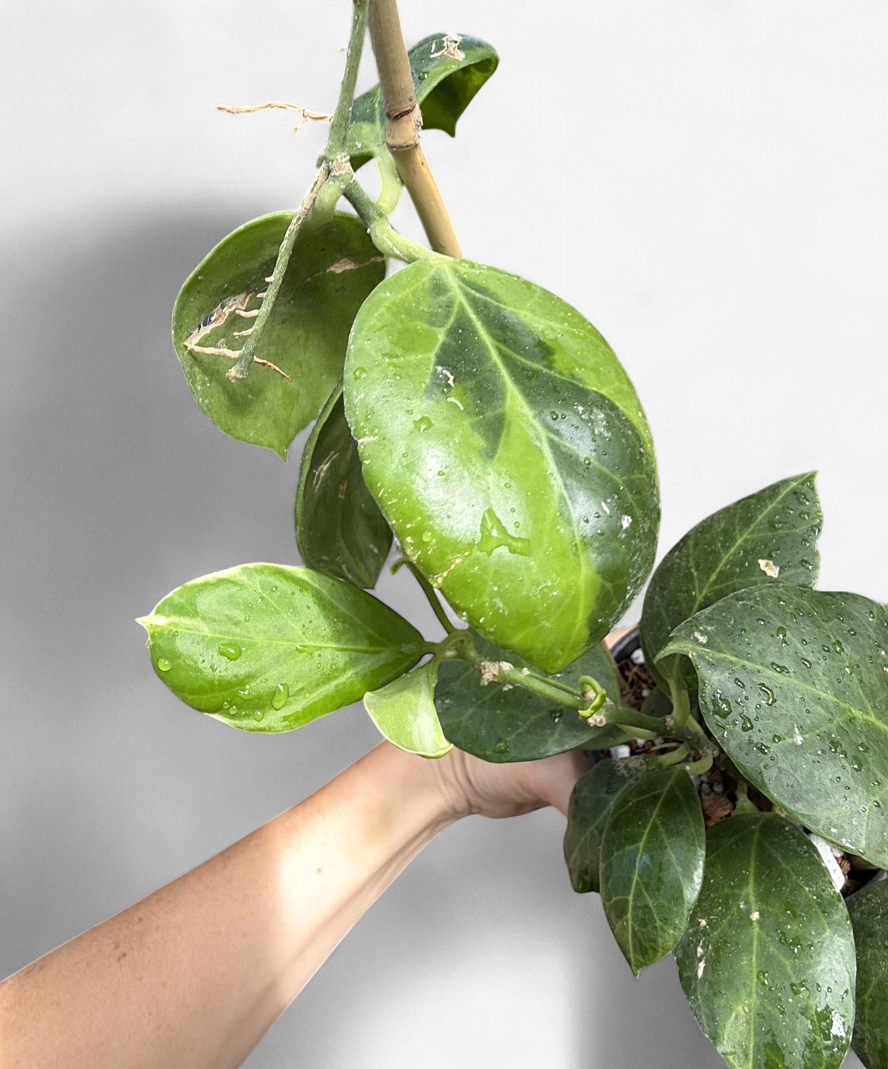 4" Hoya Obscura Albomarginata