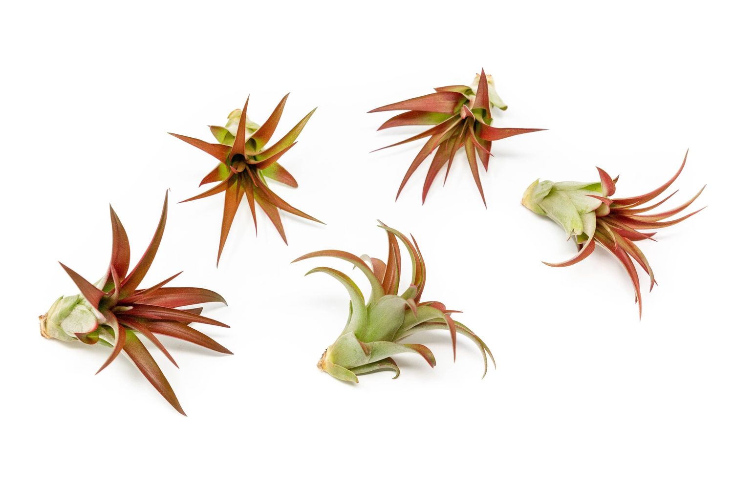 Tillandsia Red Abdita Air Plant