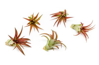 Tillandsia Red Abdita Air Plant