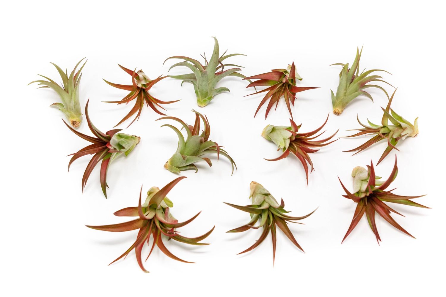 Tillandsia Red Abdita Air Plant