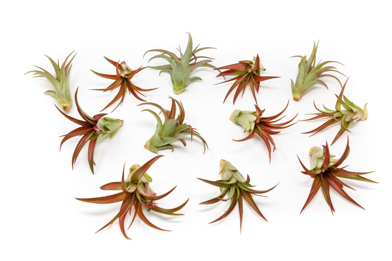 Tillandsia Red Abdita Air Plant