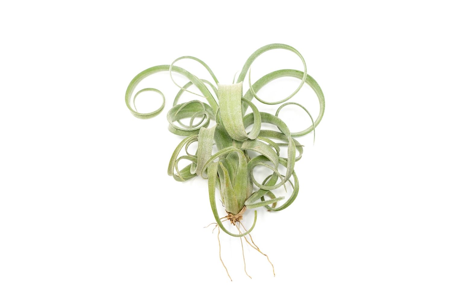 Tillandsia Curly Slim (T. Intermedia x T. Streptophylla)