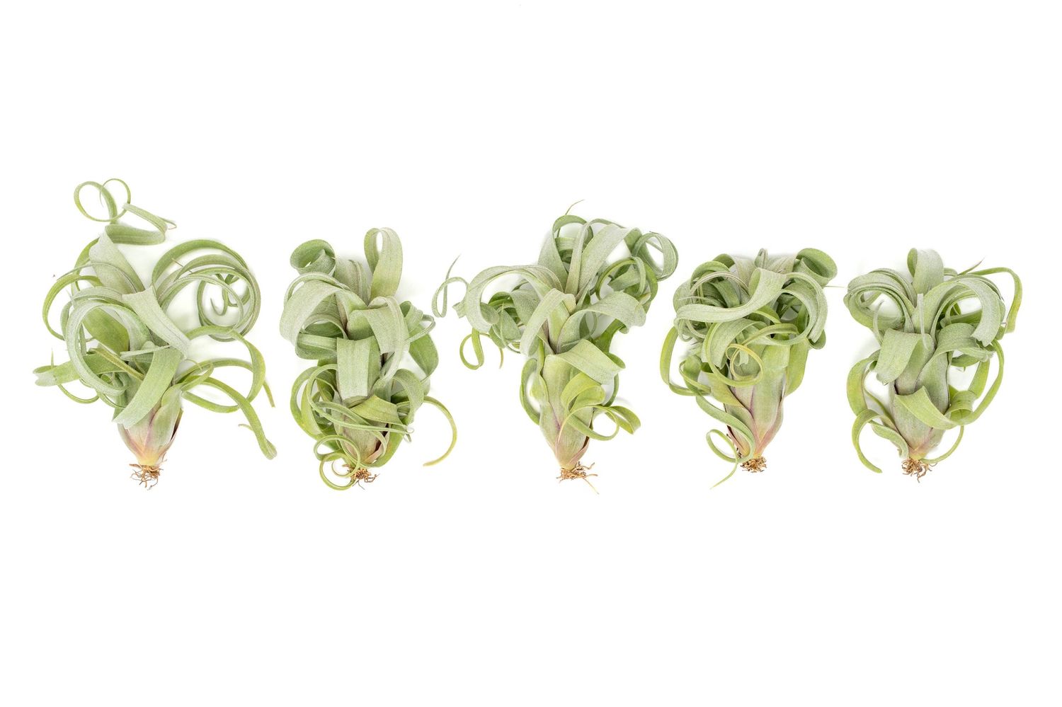 Tillandsia Curly Slim (T. Intermedia x T. Streptophylla)