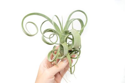 Tillandsia Curly Slim (T. Intermedia x T. Streptophylla)