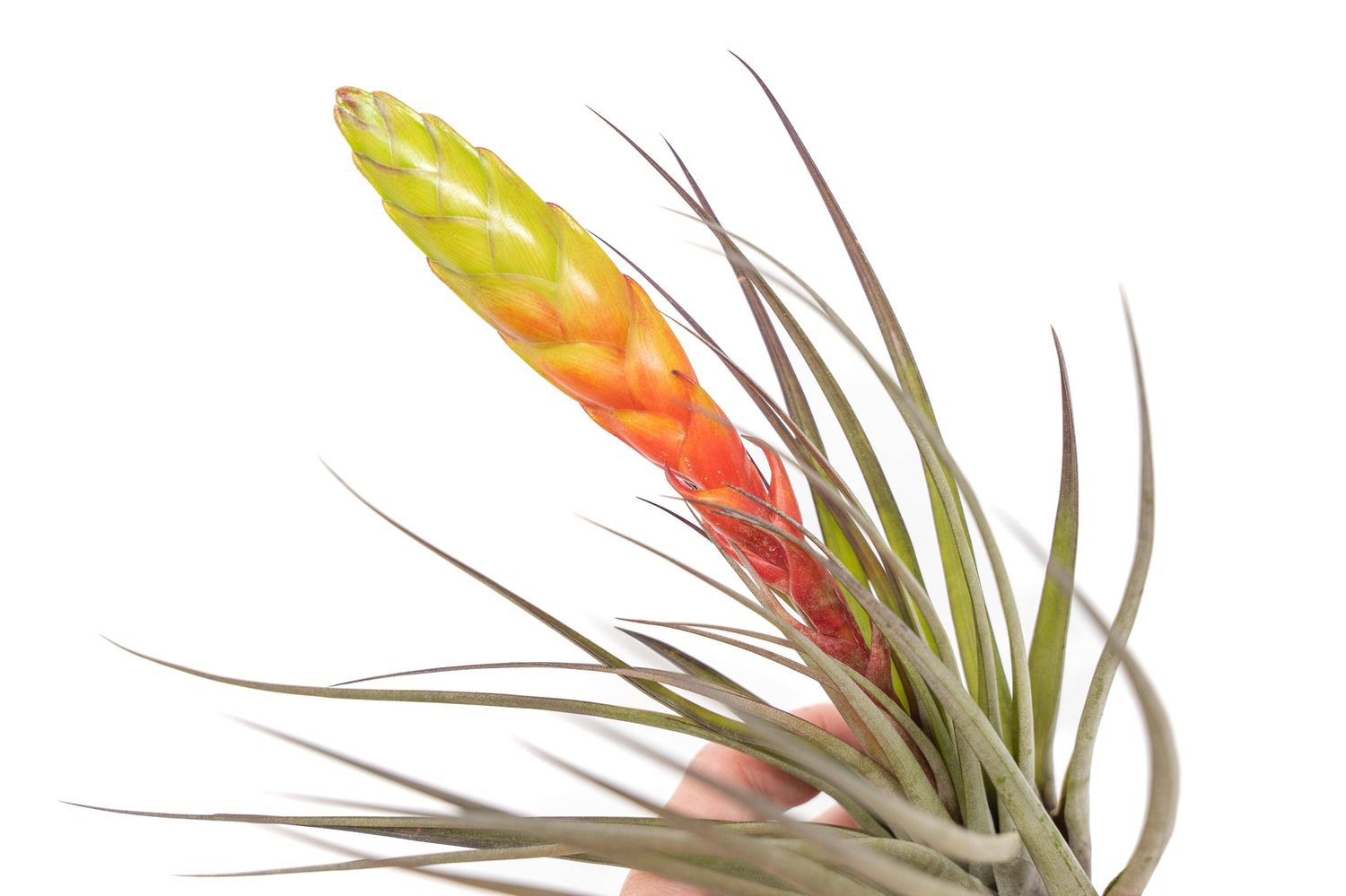 Tillandsia Fasciculata Tricolor Golden Torch Air Plant