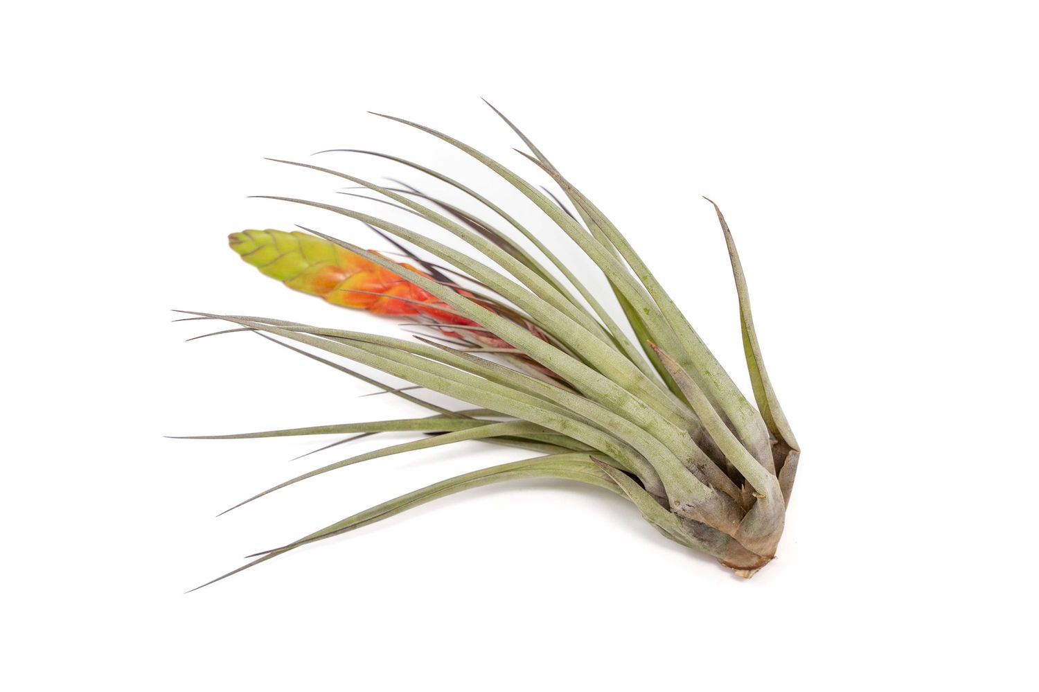 Tillandsia Fasciculata Tricolor Golden Torch Air Plant