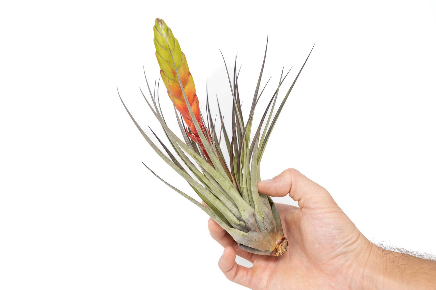 Tillandsia Fasciculata Tricolor Golden Torch Air Plant