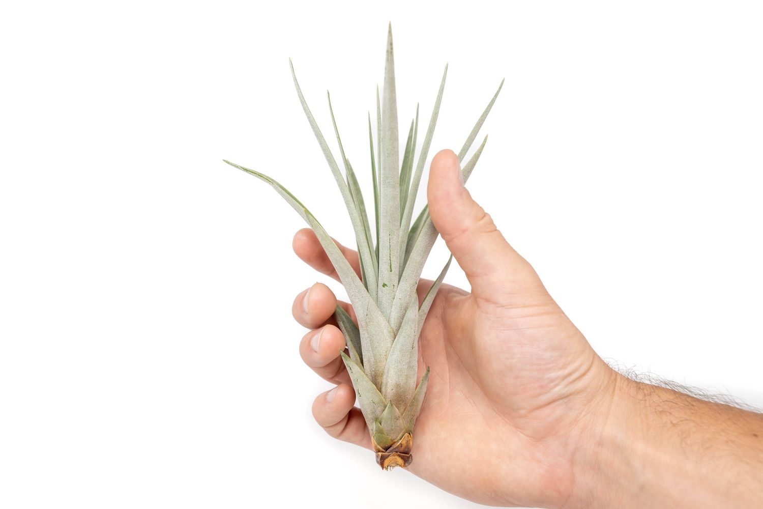 Tillandsia Fasciculata Tricolor Golden Torch Air Plant