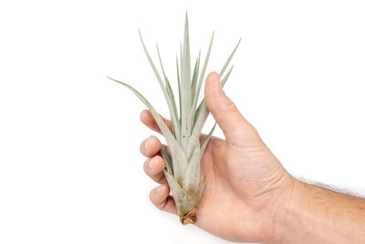 Tillandsia Fasciculata Tricolor Golden Torch Air Plant